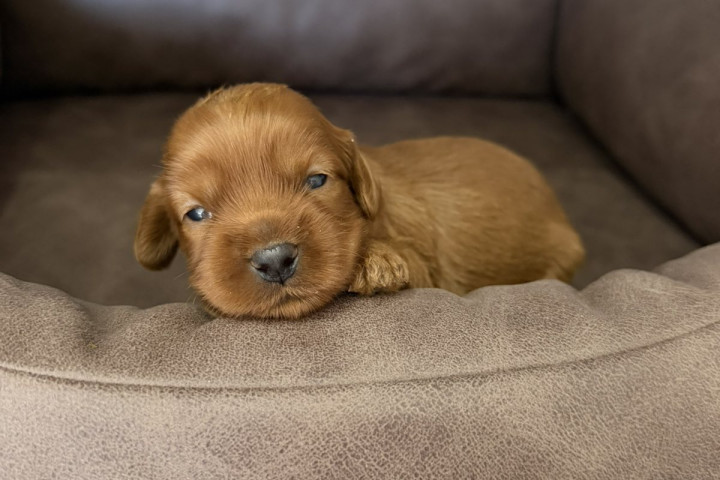 Cockapoo vörös kölykök