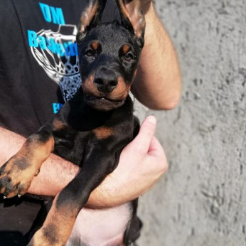 Doberman kiskutyák eladók