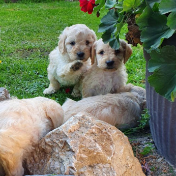 Goldendoodle kiskutyák eladók