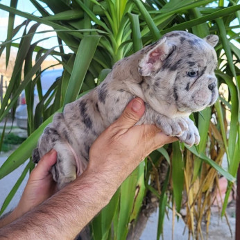 Merle francia bulldog kölykök