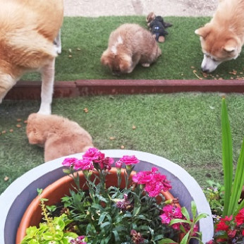 Japán Akita inu kölykök Eladók
