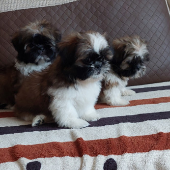 Shih-tzu babák Eladók!