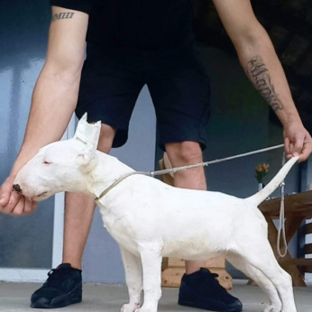 Normál bullterrier kölykök
