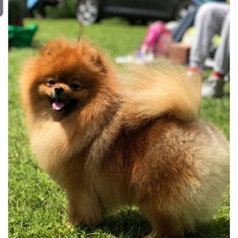 Pomerániai kan, pároztatásra kész