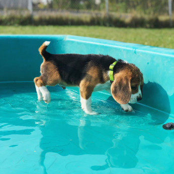 Two-Awesome Pure fajtájú egészséges beagle kölykök új otthont keresnek.