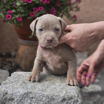 American Bully XL kölykök eladók