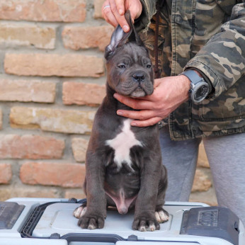 Cane Corso kiskutyák eladók