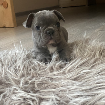 Francia bulldog kislányok