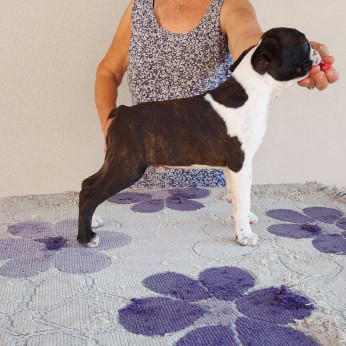 Boston terrier kölykök
