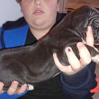 Német Dog kölykök
