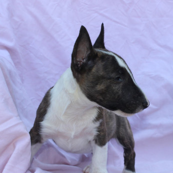 Mini Bull Terrier – Gyönyörű kölykök