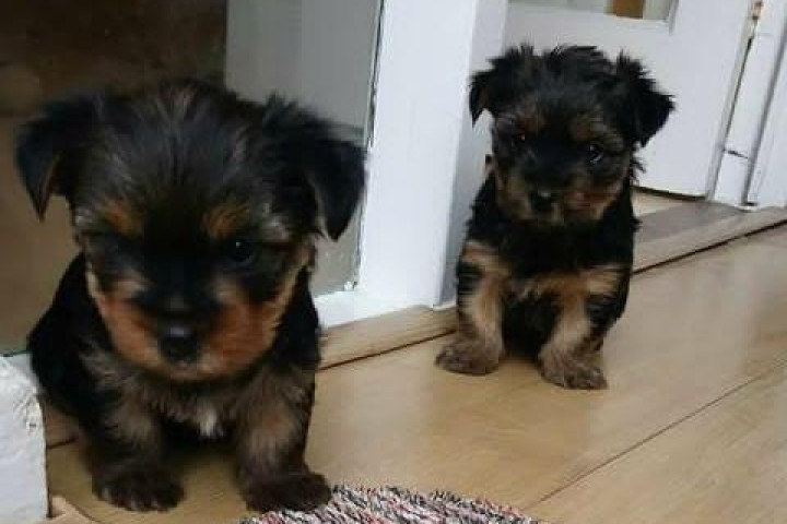 Fajtatiszta yorkie kölykök új gazdát keresnek.