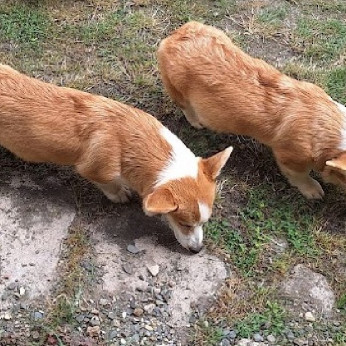 Két növendék corgi lány eladó