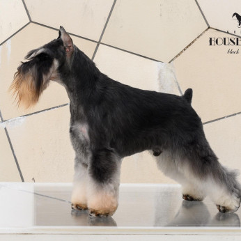 Miniatűr schnauzer kölykök