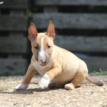 Miniatűr bullterrier kölykök