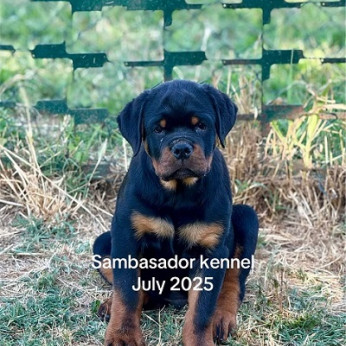 A ROTTWEILER legjobb alomja