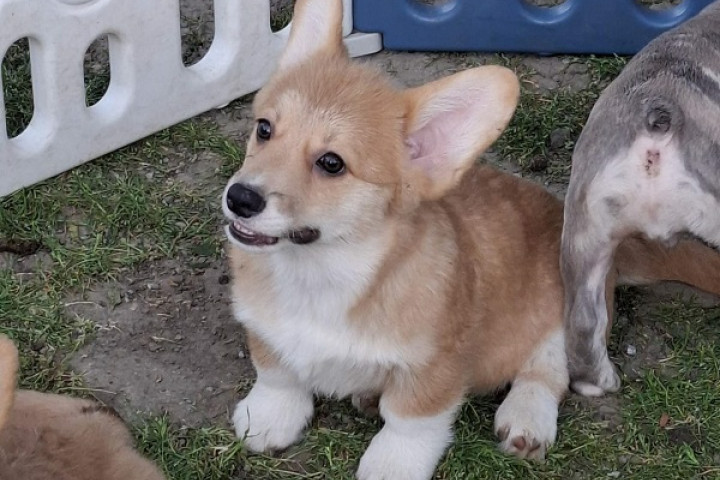 Welsh Pembroke Corgi