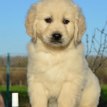 Golden retriever kölykök