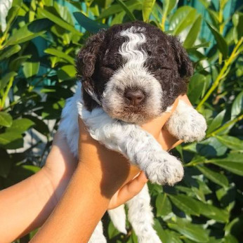 Lagotto Romagnolo kölykök