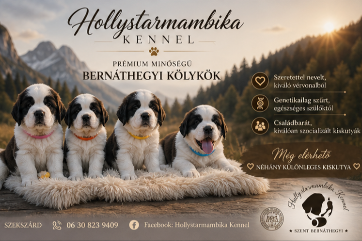 Költözhető Bernáthegyi kiskutyák