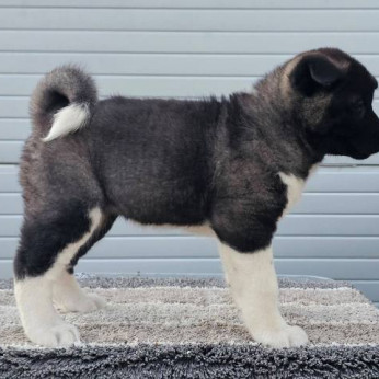 Amerikai akita TOP kölykök