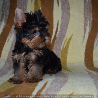 YORKSHIRE TERRIER (YORKI) KISKUTYA ELADÓ