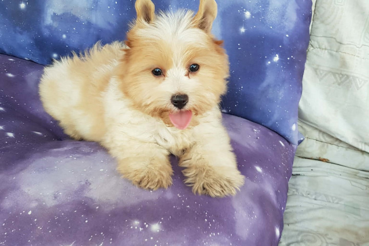 Biewer Yorki Yorkshire Terrier 3 hónapos arany-fehér kislány 3 x oltva eladó!