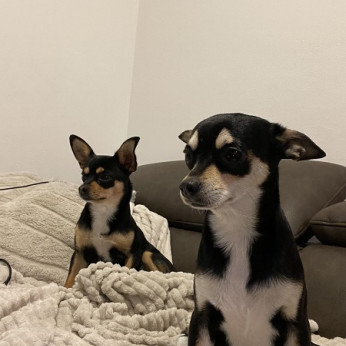 Chihuahua kölykök