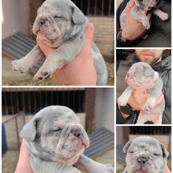 Francia bulldog Standard és egzotikus