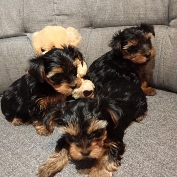 Yorkshire terrier kiskutyák