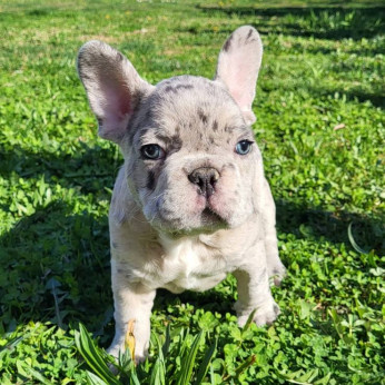 Merle francia bulldog kölykök