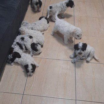 Lagotto