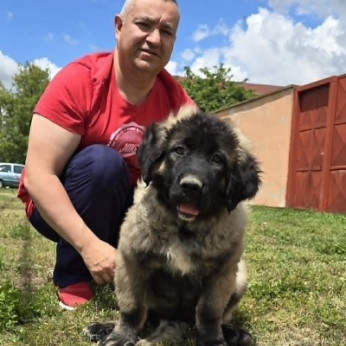 Kaukázusi juhász kölykök