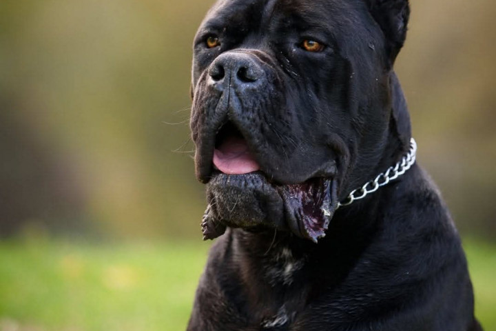 Cane Corso – eladó kan kutya