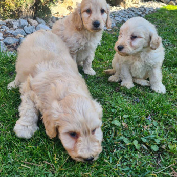 Goldendoodle kiskutyák eladók