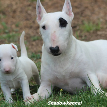 Mini bullterrier kölykök