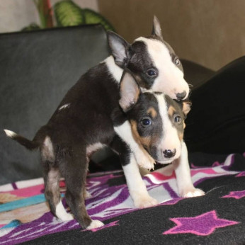 Mini bullterrier kölykök