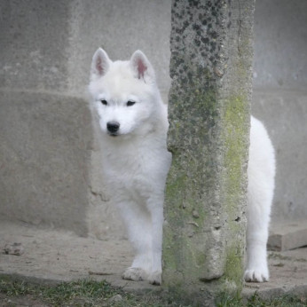 szibériai husky kölykök