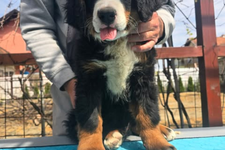 Berni pásztorkutya kölykök