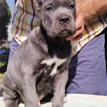 Cane Corso kölyök eladó