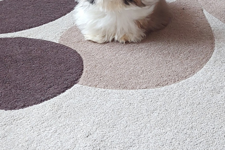 Shih-tzu kan kiskutya Eladó!