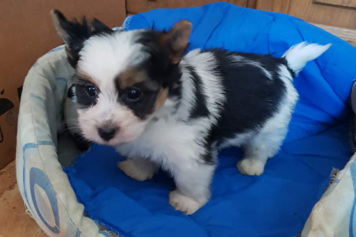 Biewer Yorki Yorkshire Terrier 2 hónapos kisfiú eladó!