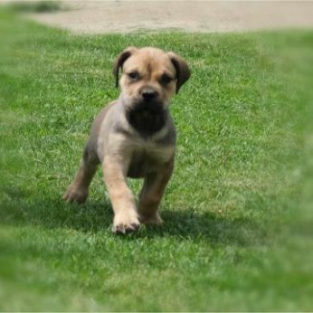 Boerboel (dél-afrikai masztiff) kölykök