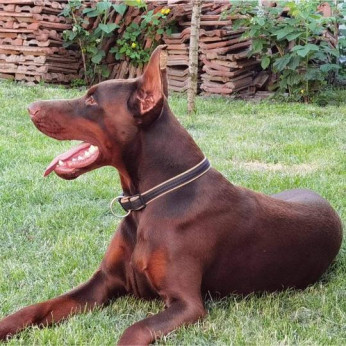 Doberman kiskutyák eladók
