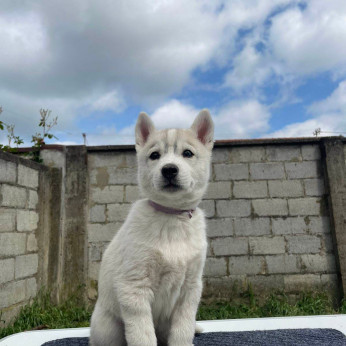 SZIBÉRIAI HUSKY kölykök