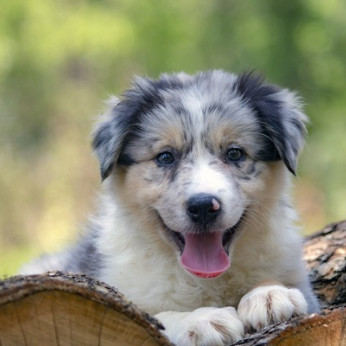 Border collie - Border collie, kölykök