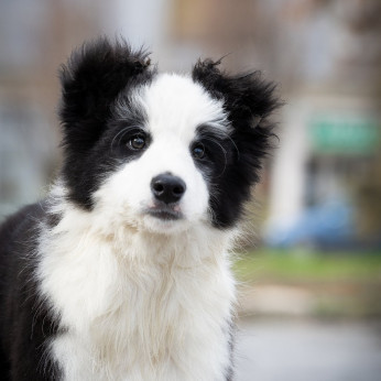 Border Collie kölykök