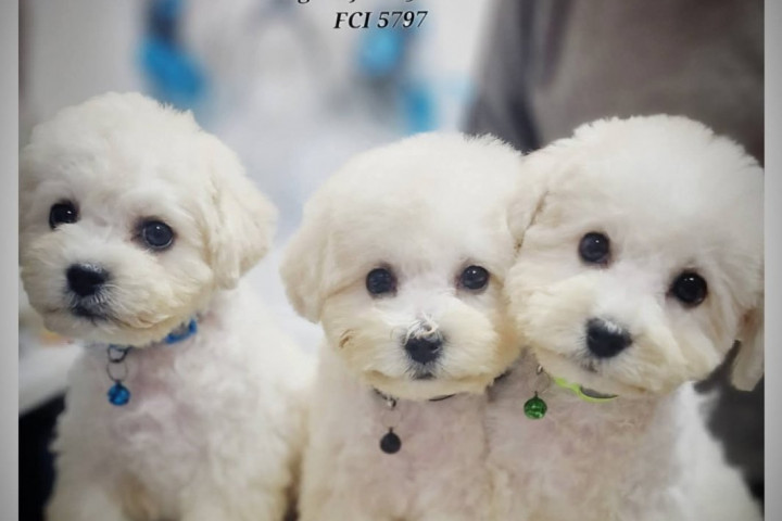 Bichon Frisé kölykök