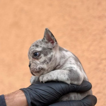 Egzotikus Francia Bulldog Balkán – KIVÁLÓ minőségű kölykök