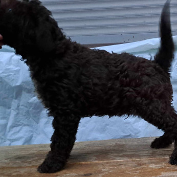 Lagotto Romagnolo kölykök